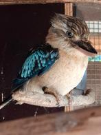 Jong koppel blauwvleugel kookaburra., Dieren en Toebehoren, Vogels | Overige Vogels, Meerdere dieren