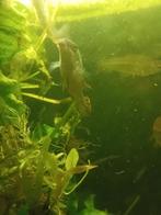 Kersebuik man, Dieren en Toebehoren, Vis