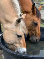 Paardenverzorger gezocht, Dieren en Toebehoren, Paarden en Pony's | Overige Paardenspullen, Ophalen, Nieuw, Recreatie