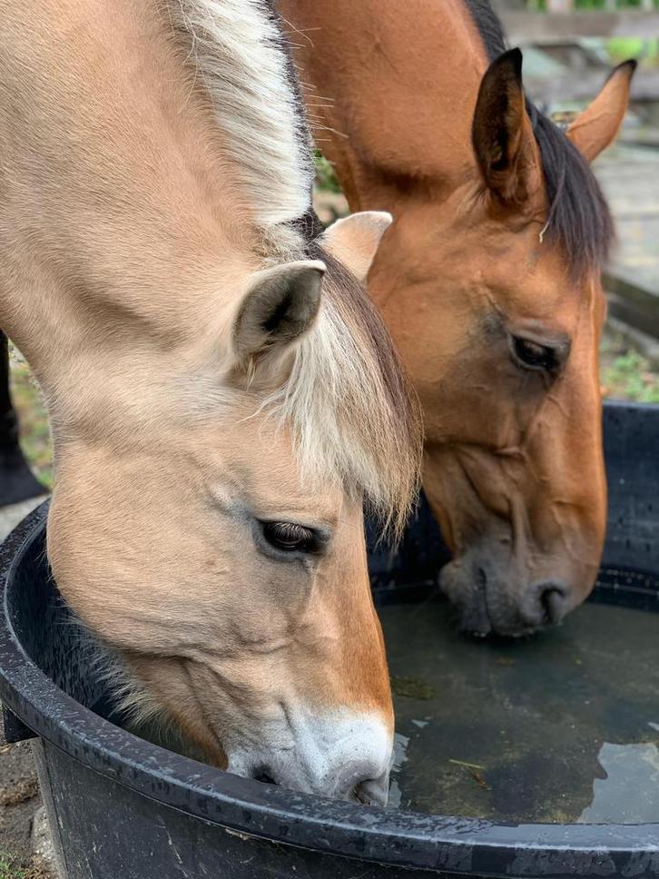 Paardenverzorger gezocht, Dieren en Toebehoren, Paarden en Pony's | Overige Paardenspullen, Nieuw, Recreatie, Ophalen