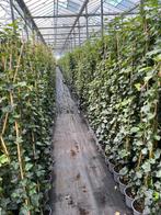 Hedera hibernica - Klimop - Laagste prijs - diverse maten, Tuin en Terras, Ophalen, Vaste plant, Bloeit niet, Halfschaduw
