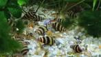 Mooie slaketende slakken Anatome Helena slakken, Dieren en Toebehoren, Vissen | Aquariumvissen, Slak of Weekdier