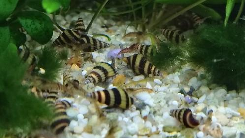 Mooie slaketende slakken Anatome Helena slakken, Dieren en Toebehoren, Vissen | Aquariumvissen, Slak of Weekdier