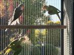 alexanders, Dieren en Toebehoren, Meerdere dieren, Parkiet, Geringd