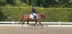Knappe leuke C pony merrie, Dieren en Toebehoren, Pony's, Merrie