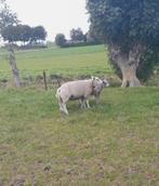 Te koop: Overjarige texelaar dekram, Dieren en Toebehoren, Schapen, Geiten en Varkens, Mannelijk, Schaap