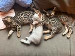 4 bengaalse kittens, Meerdere dieren