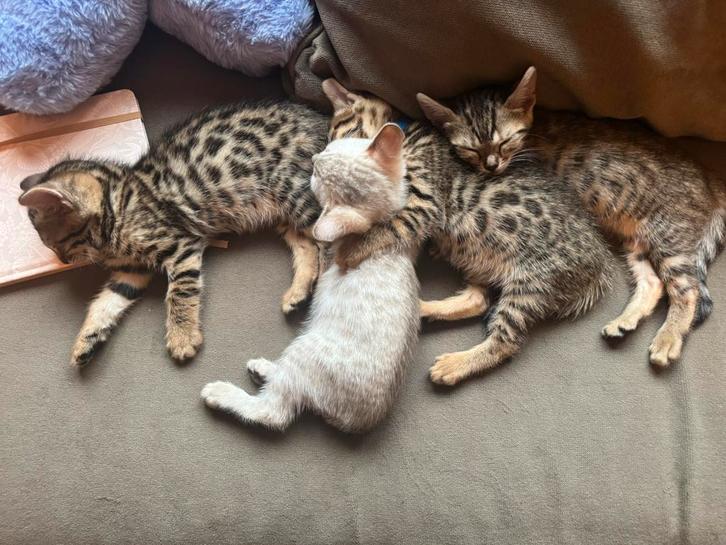 4 bengaalse kittens, Dieren en Toebehoren, Katten en Kittens | Raskatten | Korthaar, Meerdere dieren