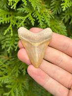 Megalodon haaientand 5.6 centimeter, Verzamelen, Mineralen en Fossielen, Ophalen of Verzenden, Fossiel