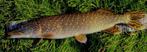 Deel 7) 2 stuks FL snoekstreamers op Double Hook/Fleurhaak, Ophalen of Verzenden, Nieuw, Complete set