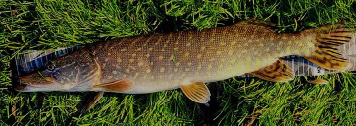 Deel 7) 2 stuks FL snoekstreamers op Double Hook/Fleurhaak, Watersport en Boten, Hengelsport | Roofvissen, Nieuw, Complete set