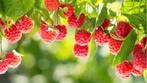 Frambozenplanten biologisch gekweekt, Overige soorten, Volle zon, Eenjarig, Ophalen of Verzenden