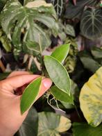 Hoya halophila albomarginata, Huis en Inrichting, Kamerplanten, Ophalen of Verzenden, Overige soorten, Minder dan 100 cm