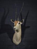 Grants gazelle - Taxidermie wandmontage - Opgezette dieren., Ophalen of Verzenden, Vogel, Opgezet dier