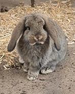 Franse / Duitse hangoor rammetjes te reserveren, Dieren en Toebehoren, Meerdere dieren, Groot, Hangoor