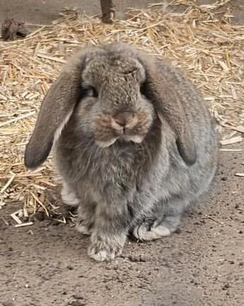 Franse / Duitse hangoor rammetjes te reserveren, Dieren en Toebehoren, Konijnen, Groot, Meerdere dieren, Hangoor
