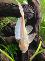 albino meerval 6cm gratis afhalen, Vis, Zoetwatervis