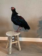 Leuke Swinhoe’s fazant- taxidermie, Ophalen of Verzenden, Gebruikt, Vogel, Opgezet dier