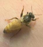 bevruchte Buckfast F1's van mijn selectie., Dieren en Toebehoren, Insecten en Spinnen, Bijen