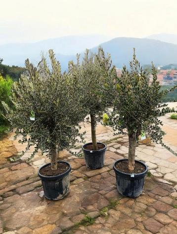 Grote olijf boom 180 cm hoog Olea europaea beschikbaar voor biedingen