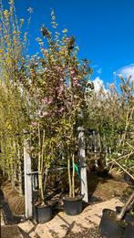 Prunus kanzan grote meerstammige sierkers., Tuin en Terras, Planten | Bomen, Overige soorten, Ophalen of Verzenden