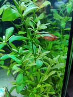 Koppel cherry barbelen, cherry barbeel man en vrouw, Dieren en Toebehoren, Vis