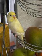 Parkiet, Mannelijk, Parkiet