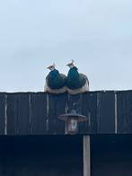 Jonge blauwe pauw hanen., Dieren en Toebehoren, Vogels | Duiven, Mannelijk, Overige soorten