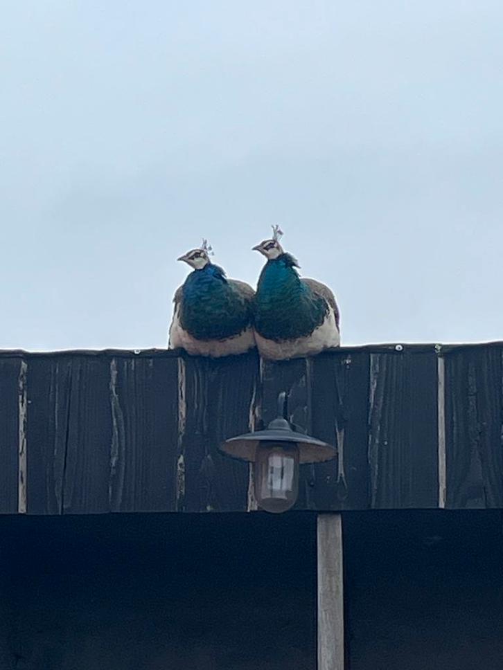 Jonge blauwe pauw hanen., Dieren en Toebehoren, Vogels | Duiven, Overige soorten, Mannelijk