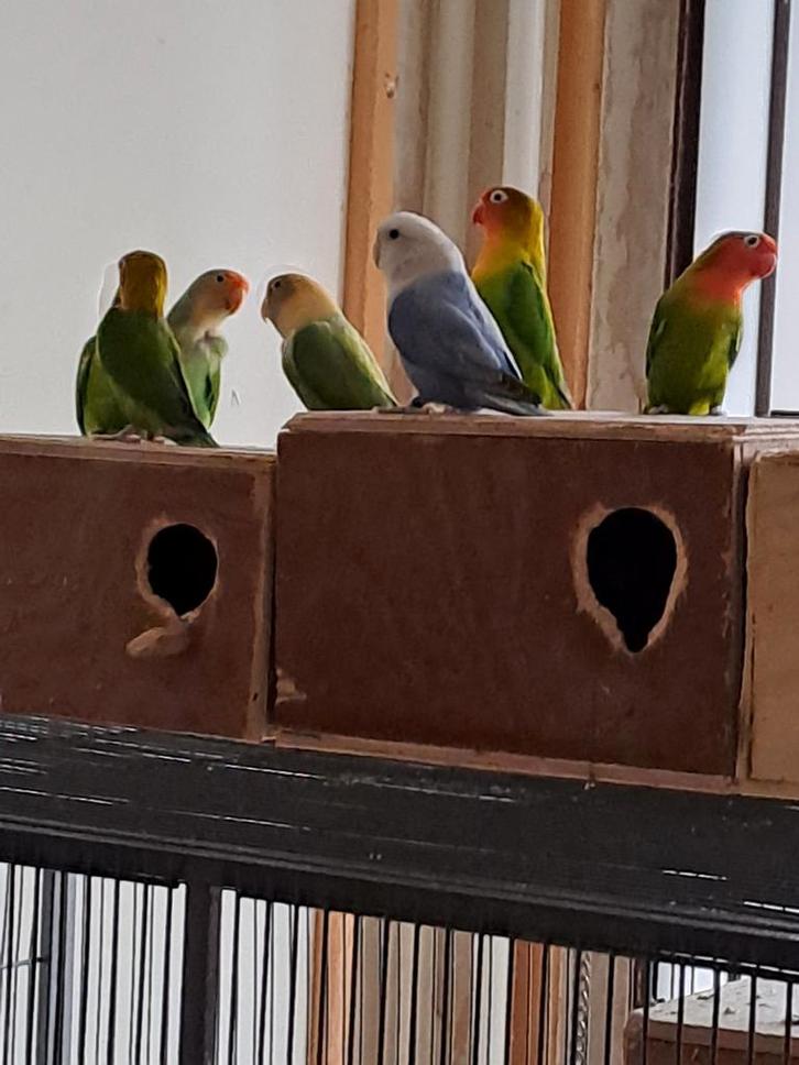 Dwergpapegaaitjes ( gratis ) + 2 grote kooien, Dieren en Toebehoren, Vogels | Parkieten en Papegaaien, Parkiet, Meerdere dieren