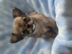 Kleine chihuahua pupjes, Dieren en Toebehoren, Honden | Chihuahua's en Gezelschapshonden, 8 tot 15 weken, Meerdere, Meerdere dieren