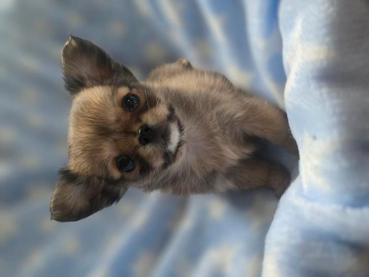 Kleine chihuahua pupjes, Dieren en Toebehoren, Honden | Chihuahua's en Gezelschapshonden, Meerdere dieren, Chihuahua, Particulier