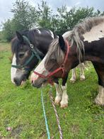 Wegens ernstige ziekte te koop twee tinkers, Dieren en Toebehoren, Merrie, Recreatiepony, 0 tot 2 jaar