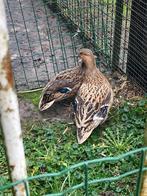 Te koop 0-2 kwakertjes, Vrouwelijk, Eend