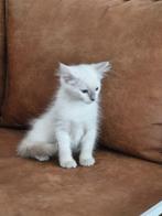 Ragdoll lilac point kitten. ( laatste uit het nest), Dieren en Toebehoren, Katten en Kittens | Raskatten | Langhaar, Meerdere dieren