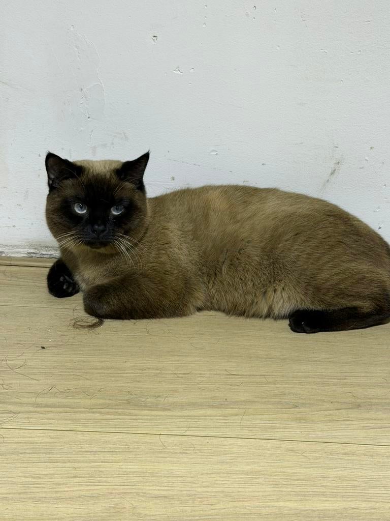 Een één jaar oude Siamese kat,  dekkater. geïnteresseerden, Ophalen of Verzenden