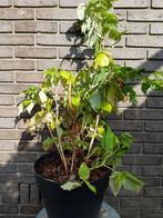 Rode framboos ‘Malling Promise’- Rubus idaeus C3, Tuin en Terras, Ophalen, Vaste plant, Halfschaduw, Zomer