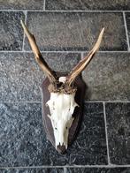 Mooi Ree Gewei op donker eiken schild jacht mancave f35, Ophalen of Verzenden, Gebruikt, Hert, Gewei of Kop