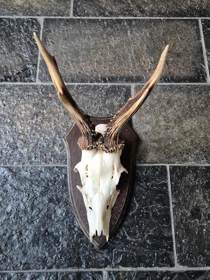 Mooi Ree Gewei op donker eiken schild jacht mancave f35, Verzamelen, Dierenverzamelingen, Gebruikt, Gewei of Kop, Hert, Ophalen of Verzenden