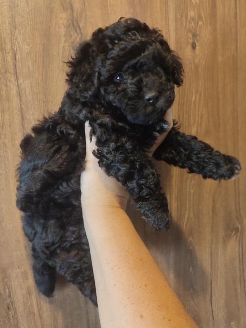 Toy poedel pup teefje, Dieren en Toebehoren, Honden | Chihuahua's en Gezelschapshonden, Teef, Poedel, Particulier, Eén hond, België