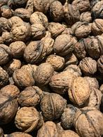 Verse Walnoten - Oogst 2025, Ophalen