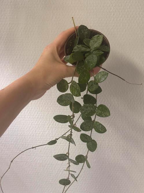 Hoya Mathilde Splash, Huis en Inrichting, Kamerplanten, Overige soorten, Minder dan 100 cm, Ophalen of Verzenden