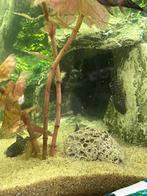 Ancistrus Pleco vissen, Vis