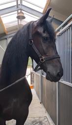 Prachtige 4-jarige Friese merrie te koop, Dieren en Toebehoren, Paarden, Merrie, Gechipt, 3 tot 6 jaar, Recreatiepaard