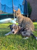 Lieve, leuke Boerenfox x Border collie pups, Dieren en Toebehoren, 8 tot 15 weken, Collie, Meerdere, Meerdere dieren