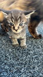 Kittens maincoon X, Dieren en Toebehoren, Katten en Kittens | Raskatten | Langhaar, Geslacht onbekend, Ontwormd