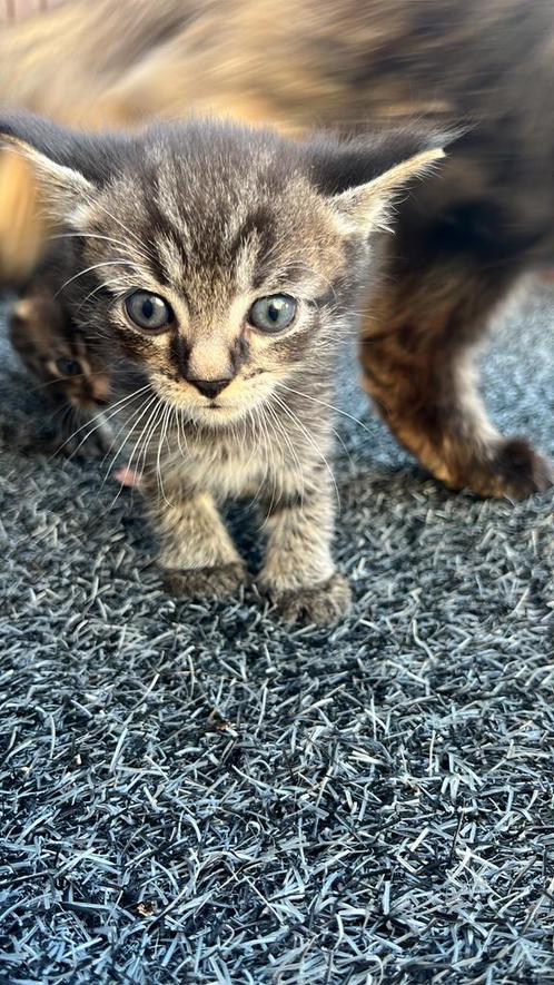 Kittens maincoon X, Dieren en Toebehoren, Katten en Kittens | Raskatten | Langhaar, Geslacht onbekend, Ontwormd