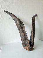 Gavr hoorns voor aan de muur, Verzamelen, Dierenverzamelingen, Ophalen of Verzenden, Opgezet dier