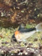 Corydora, Dieren en Toebehoren, Vissen | Aquariumvissen, Vis