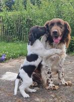 Ervaren Heidewachtel dekreu aangeboden, Reu, Eén hond, 3 tot 5 jaar, Nederland